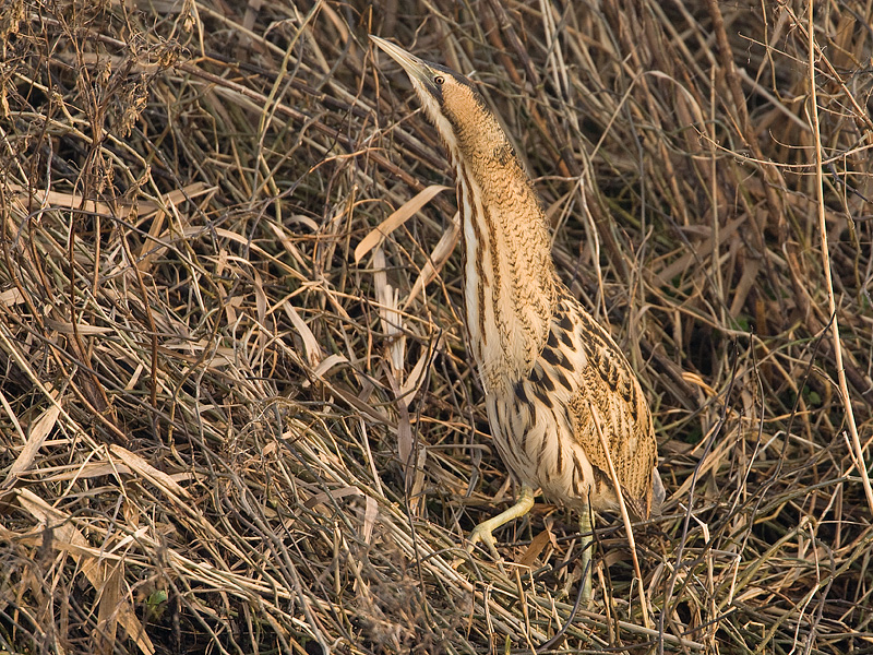 Botaurus stellaris Roerdomp Great Bittern